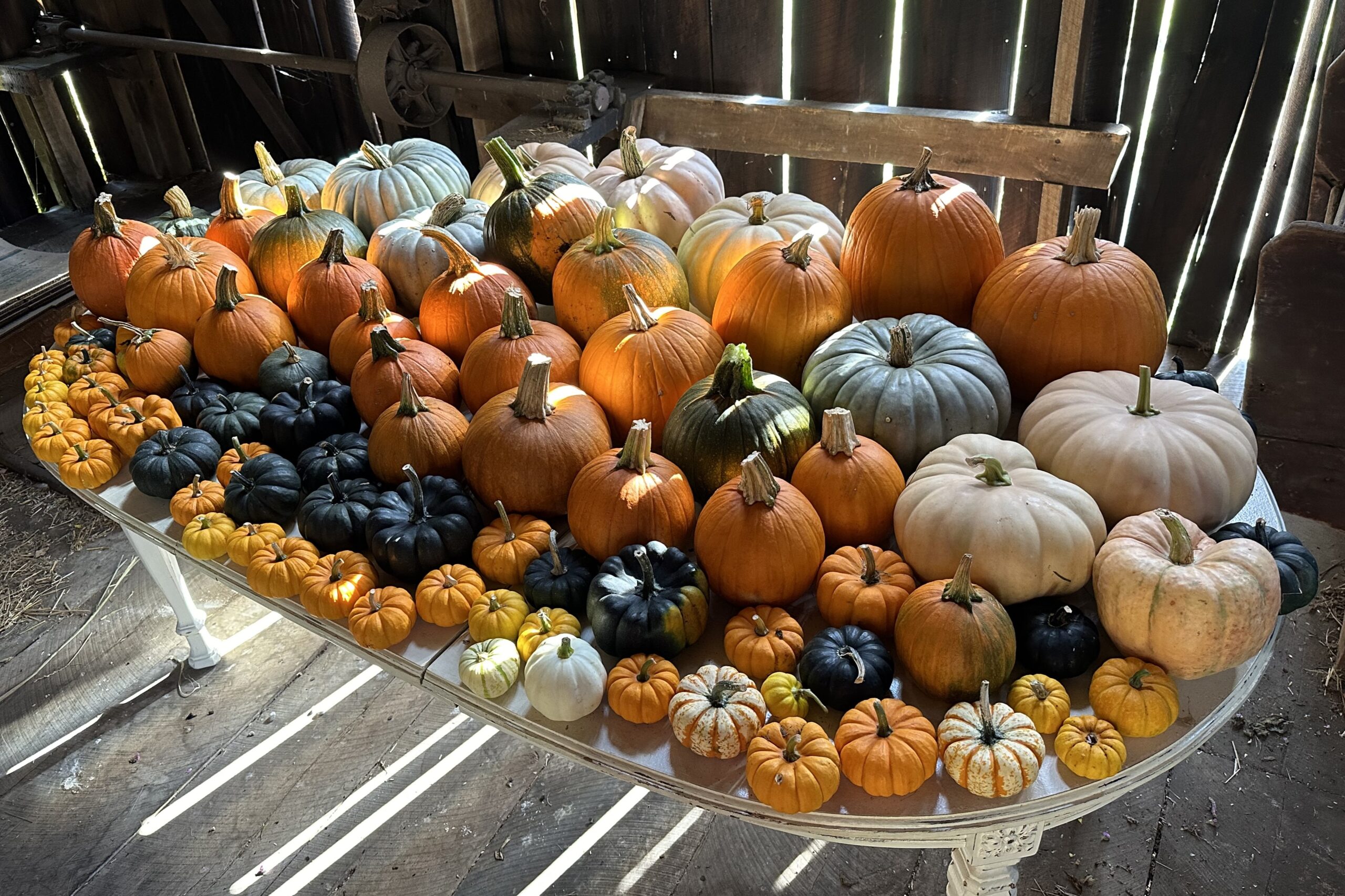 Pumpkins, dahlias and honey bees galore at Mayfield Farm’s second Fall Fest